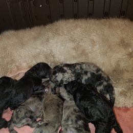 Aussiedoodle and Goldendoodle Puppies from Law Doodles of SC