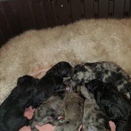 Aussiedoodle and Goldendoodle Puppies from Law Doodles of SC