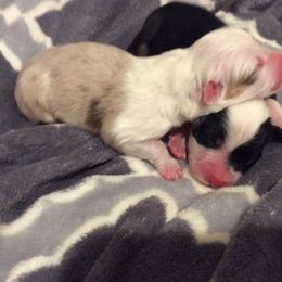 Australian Shepherd Puppies from Crowned Royalty Kennels