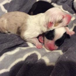 Australian Shepherd Puppies from Crowned Royalty Kennels
