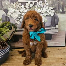 Teal female - Red  female Goldendoodle puppy in Haughton, Louisiana from Bailey’s Cajun Canines