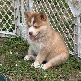 Chevy - Red and white male Pomsky puppy in Greenfield, Minnesota from SRF Pomskies
