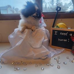 Pomeranian Puppies from Fancy Paws Pomeranians