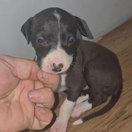 Small Blaze Girl - Seal female Italian Greyhound puppy in Frostproof, Florida from Quality Italian Greyhounds