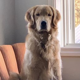 Rosie - Golden Retriever