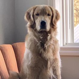 Rosie - Golden Retriever
