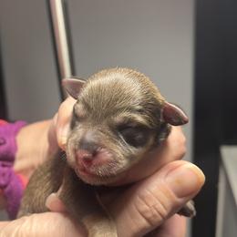 Girl 1 - Liver female Miniature Schnauzer puppy in Pensacola, Florida from Reservoir Dogs