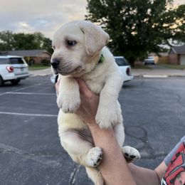 Cavalier King Charles Spaniel and Labrador Retriever Puppies from Heavenly Pups