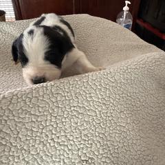 Yellow - Black and white female Saint Berdoodle puppy in Walbridge, Ohio from Jeff's St Berdoodles