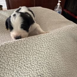 Yellow - Black and white female Saint Berdoodle puppy in Walbridge, Ohio from Jeff's St Berdoodles