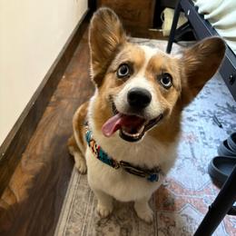 Howdy - White and red female Pembroke Welsh Corgi puppy in Springfield, Missouri from Taylor
