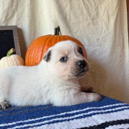 Red girl - Red speckled female Australian Cattle Dog puppy in Cottage Grove, Oregon from Heirloom Ranch