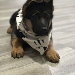 German Shepherd Puppies from Pridelands