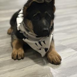 German Shepherd Puppies from Pridelands