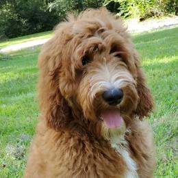 Rosie - Goldendoodle