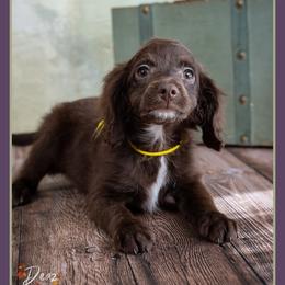 Sydney - Brown female Cockapoo puppy in Connersville, Indiana from Deaz Doodle Ranch