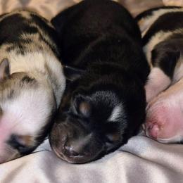 Stetson - Black tri male Toy Australian Shepherd puppy in Fresno, California from Alpine Tails