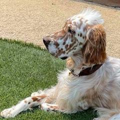 English Setter and Labrador Retriever All Grown Up from Quantum Kennels