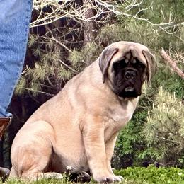 Mastiff Puppies from Beaver Creek Mastiffs
