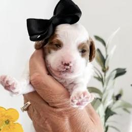Koala - Parti female Poodle puppy in Pleasant Grove, Utah from Destination Doodles