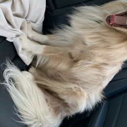 Australian Shepherd All Grown Up from Big Run Australian Shepherds