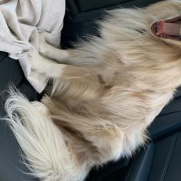 Australian Shepherd All Grown Up from Big Run Australian Shepherds