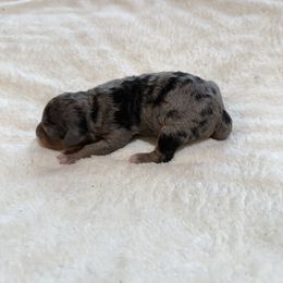 Sterling - Blue merle male Aussiedoodle puppy in Grants Pass, Oregon from Woodwind Miniatures