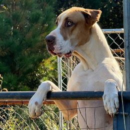 Keeper - Great Dane