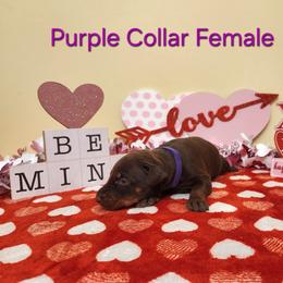 Purple Collar Girl - Red and rust female Doberman Pinscher puppy in Clinton, Arkansas from Shakarri Irish Setters