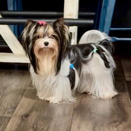 Moravia - Biewer Terrier