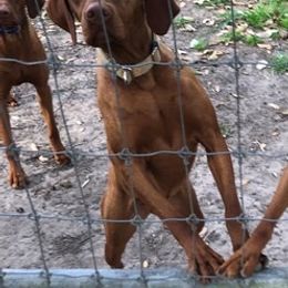 Ally - Vizsla