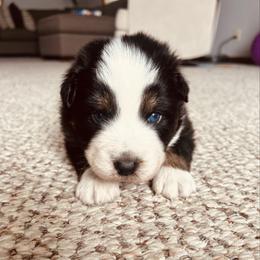 Toad - Black tri-color male Australian Shepherd puppy in Fort Recovery, Ohio from Mud Path Australian Shepherds