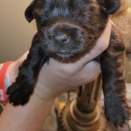 Yorkipoo and Yorkshire Terrier Puppies from Danza Bolo