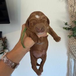 Stormy - Apricot male Goldendoodle puppy in Stockton, California from Family Doodles