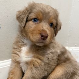 Flash - Red merle male Australian Shepherd puppy in East Hartford, Connecticut from CT Aussies