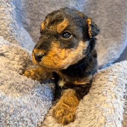 Baby Boy Black - Black and tan male Airedale Terrier puppy in Mooresville, North Carolina from Farm 55