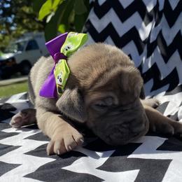 Great Dane Puppies from Sand Mountain Danes LLC