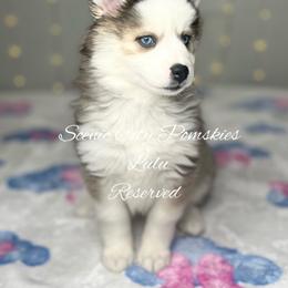 Lulu - Silver and white female Pomsky puppy in Rossville, Georgia from Scenic City Pomskies