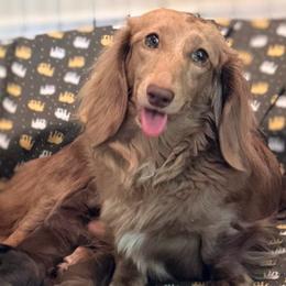 Almond - Dachshund