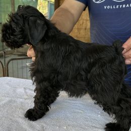 Boy 3 - Black Miniature Schnauzer puppy in San Jose Area, California from Gargola's Miniature Schnauzers