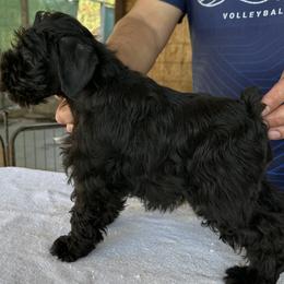 Boy 3 - Black Miniature Schnauzer puppy in San Jose Area, California from Gargola's Miniature Schnauzers