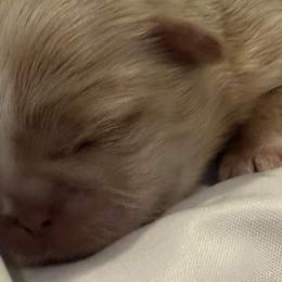 Shih Tzus from Brinklee's Babies