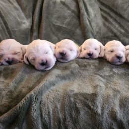Golden Retriever puppies from Dandelion Meadows Farm