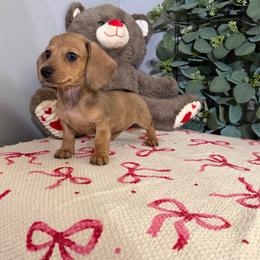 Plumette - Dapple female Dachshund puppy in Mountain Home, Arkansas from Wood's miniature Dachshunds