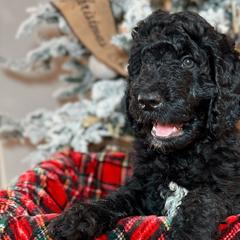 Boba Tea - Black Double Doodle puppy in Palmetto Bay, Florida from Coral Gables Doodles