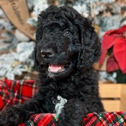 Boba Tea - Black Double Doodle puppy in Palmetto Bay, Florida from Coral Gables Doodles