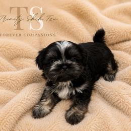 Karter Kouture - Black and white male Shih Tzu puppy in Trinity, North Carolina from Trinity Shih Tzu