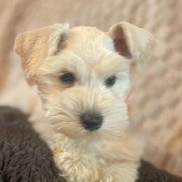 Spencer - Wheaten male Miniature Schnauzer puppy in Interlachen, Florida from Pam's Schnauzers