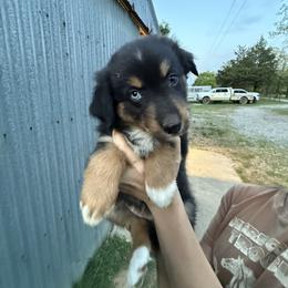 Blossom - Black tri-color female Australian Shepherd puppy in Bennington, Oklahoma from Hang Tight Cattle Co