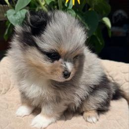 Bunny - Blue merle female Pomeranian puppy in Clarksville, Tennessee from Bee Mine Maltipoos and Pomeranians